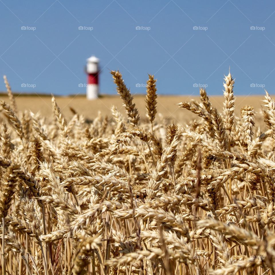 Wheat field with a lighthouse in the background 