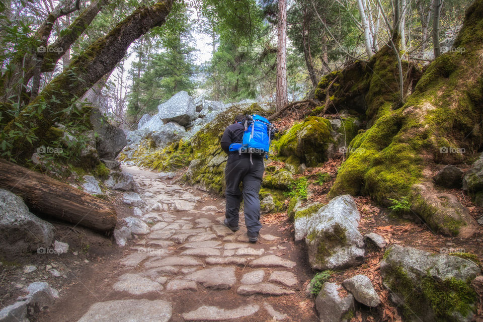 A man hiking up a trail through a beautiful  lush green forest wearing a bright blue backpack.