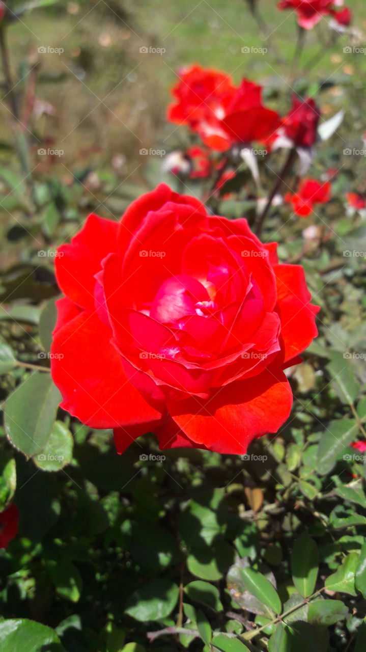 good morning #flowers