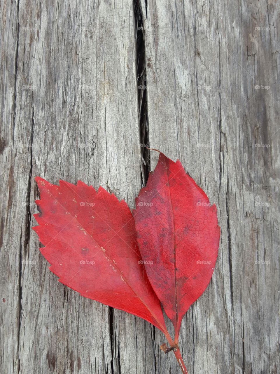 grey wood red leaves