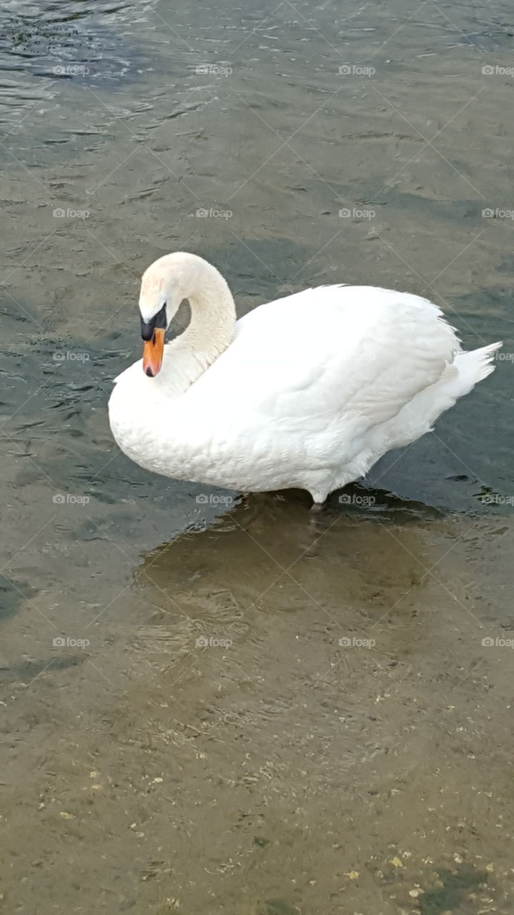 swan in water