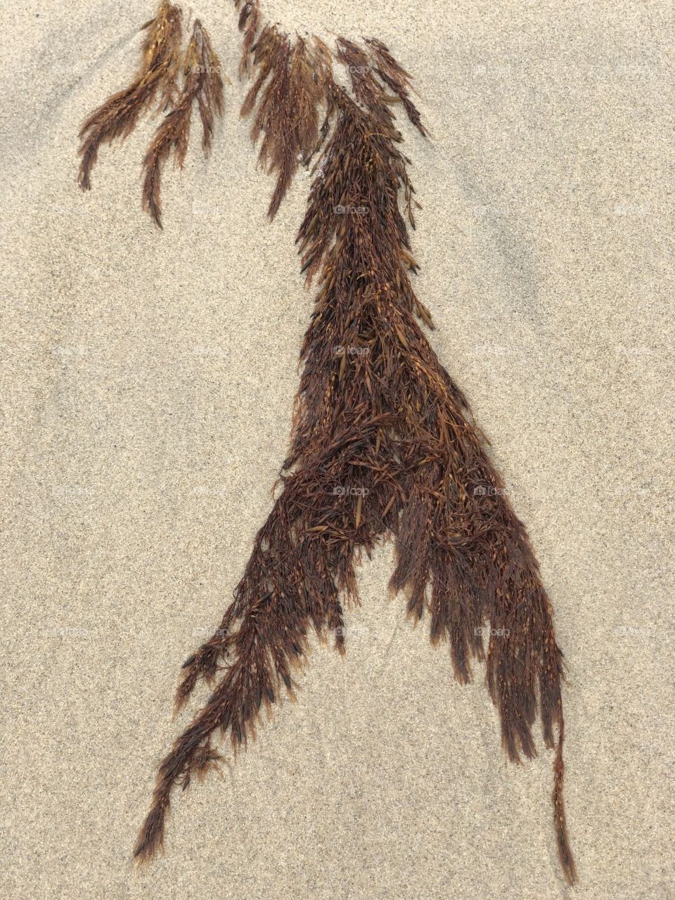Seaweed on the Beach