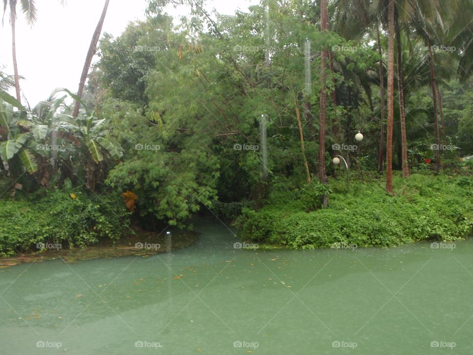 Tree, Tropical, Water, Nature, Summer