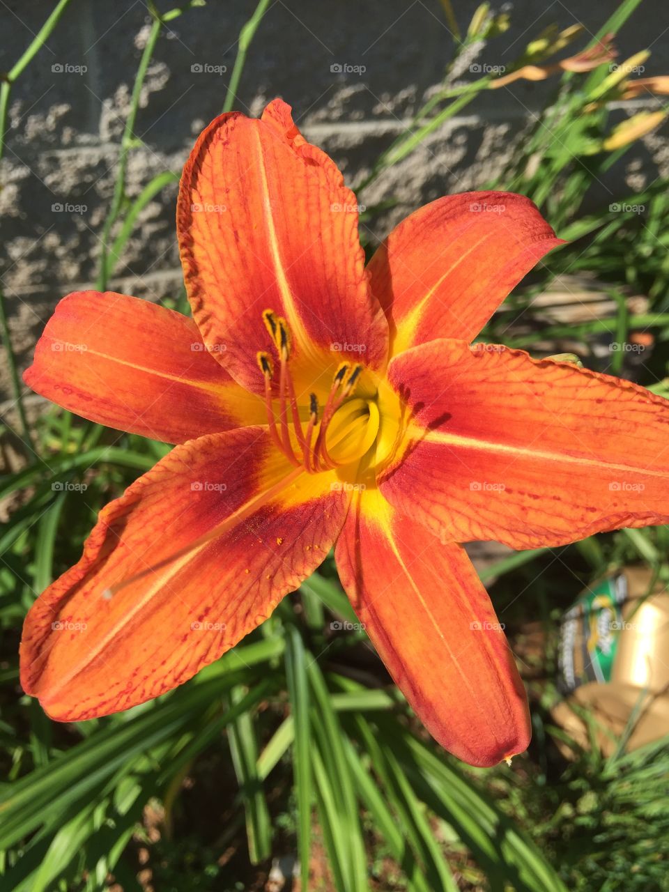 Orange daylilies