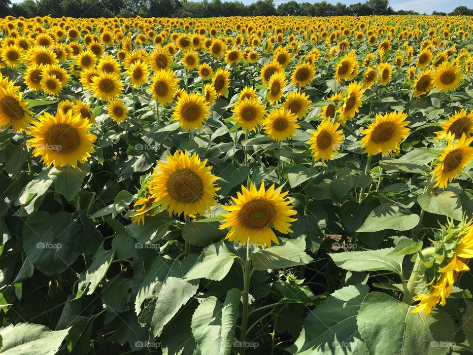 Blooming sunflower field