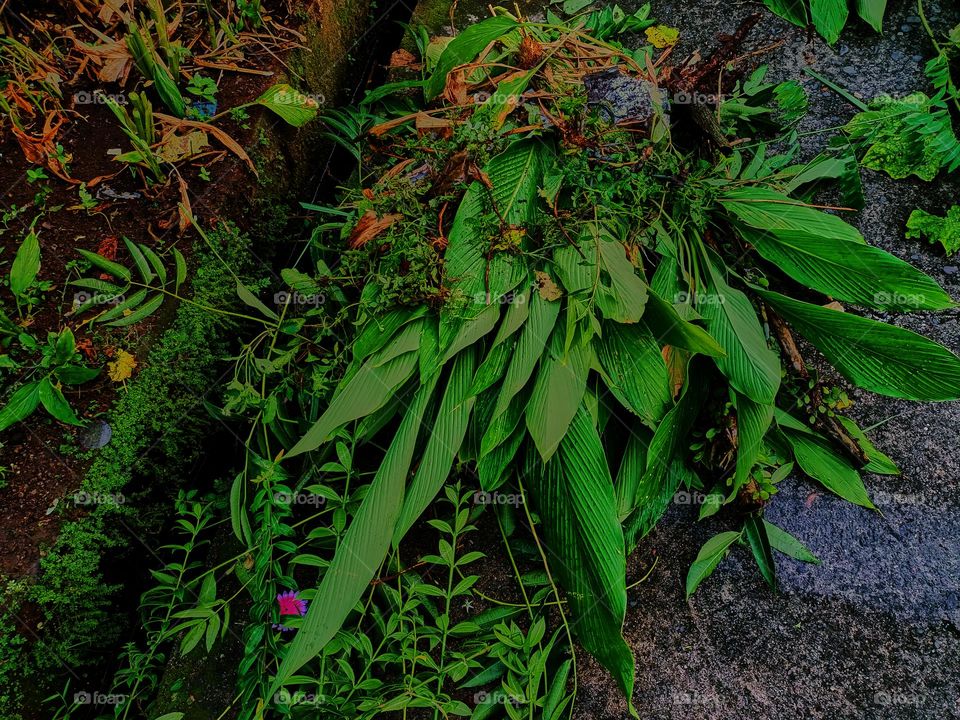 Pruning plants in the garden, then the organic waste is used as fertilizer for the plants in the garden