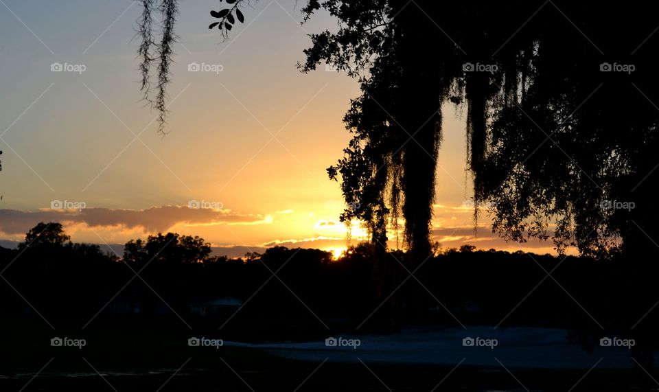 No Person, Dawn, Sunset, Tree, Silhouette