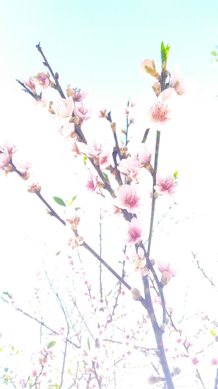 Peach tree flowers