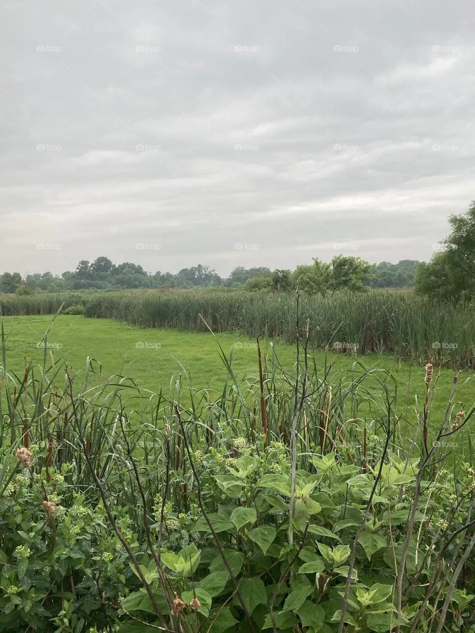 Grasslands
