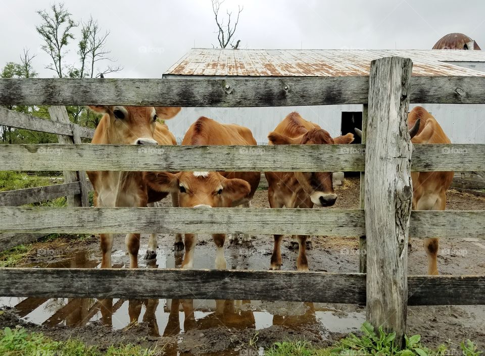 Curious cows