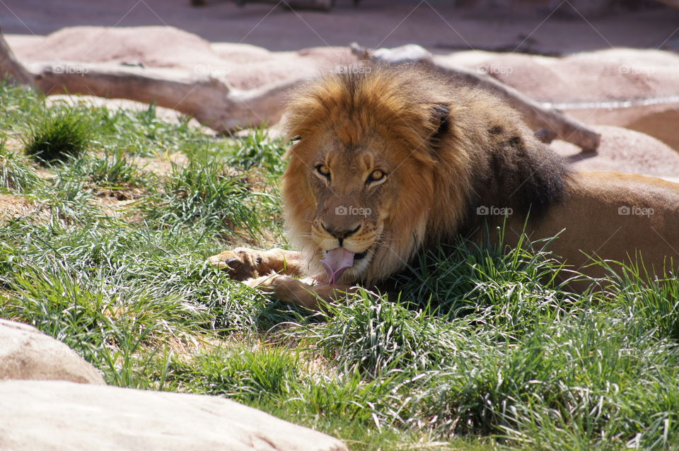 Chop licking good - Lion licking his chops clean while eating an afternoon meal.  Taken at the Denver Zoo
