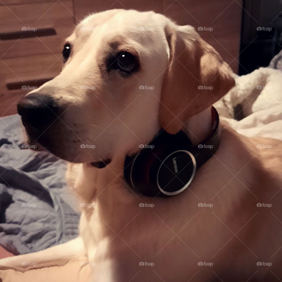Dj dog