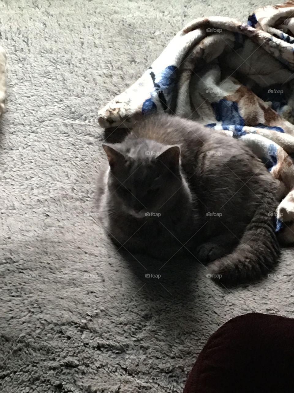 Cat, Mammal, No Person, One, Cute