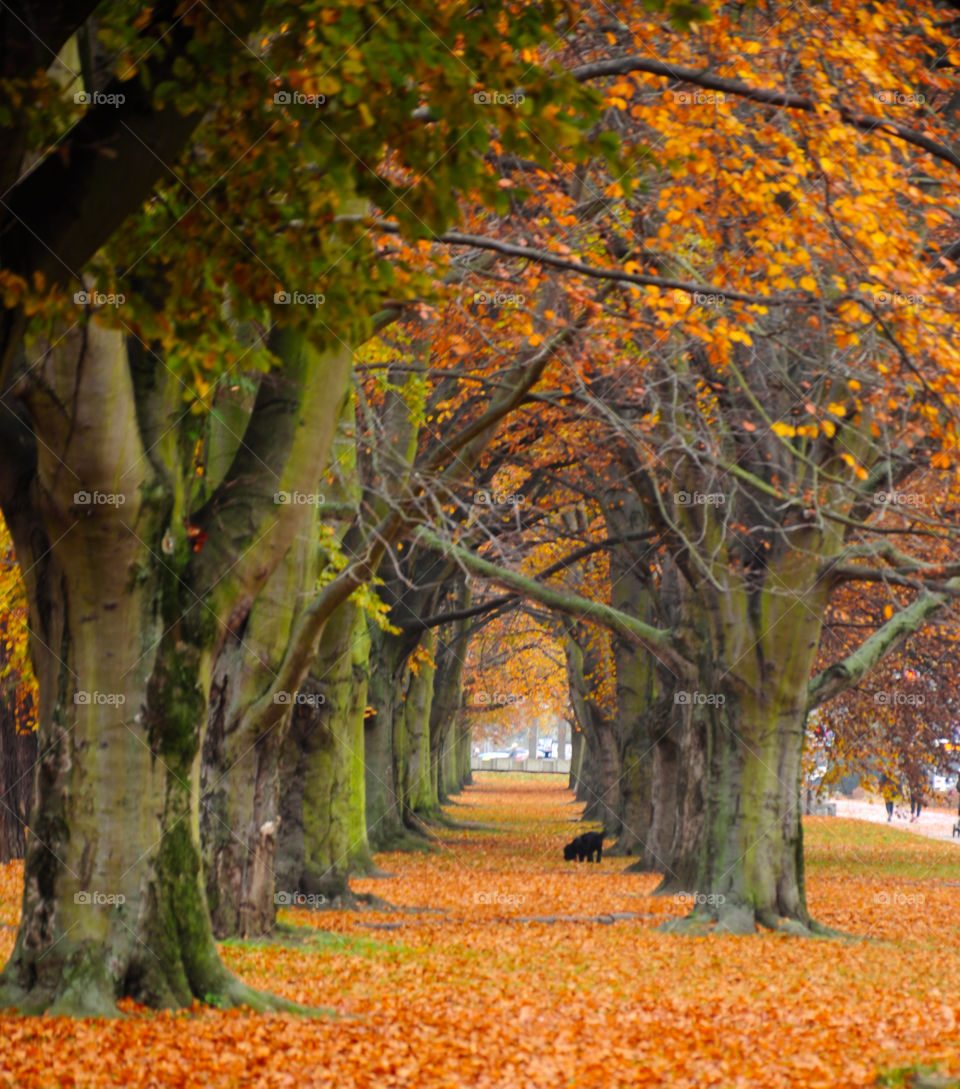 Park in autumn