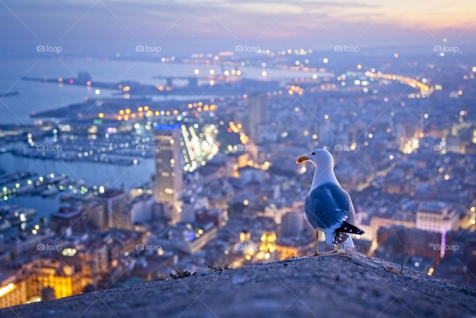 Seagull contemplates the city at dusk