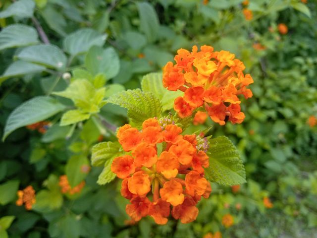 beautiful rich orange flowers