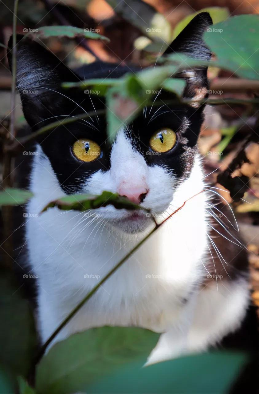 Gato.