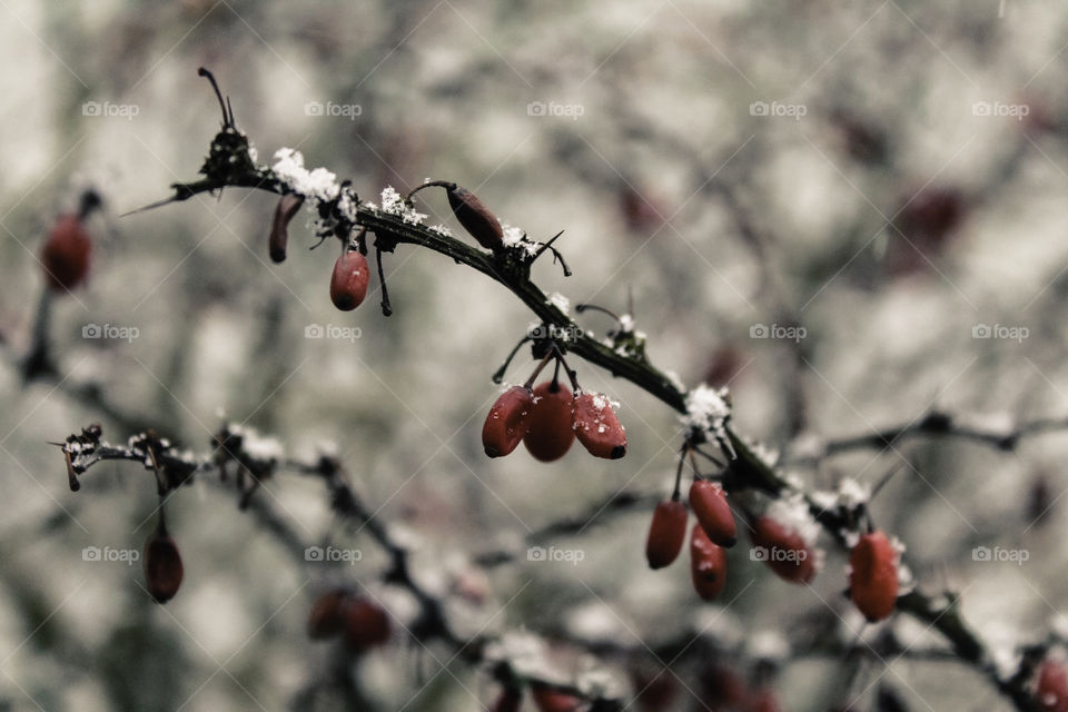 Snow and Red Berries