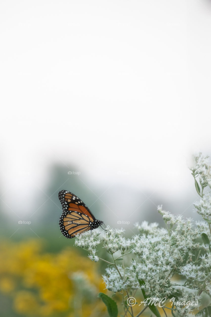 Monarch butterfly sitting on a white flower