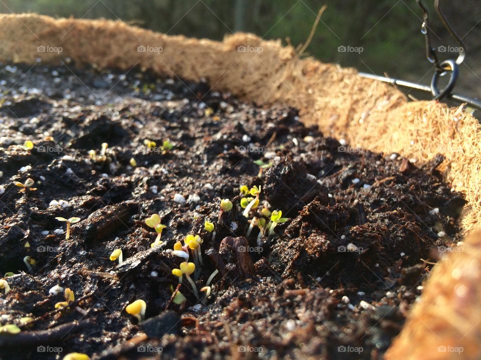 Baby arugula peeking up from the soil. 