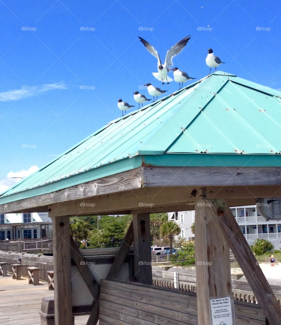 Seagull landing strip. Folly Beach Fishing Pier