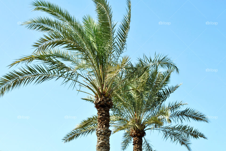 Palm-tree in summer day