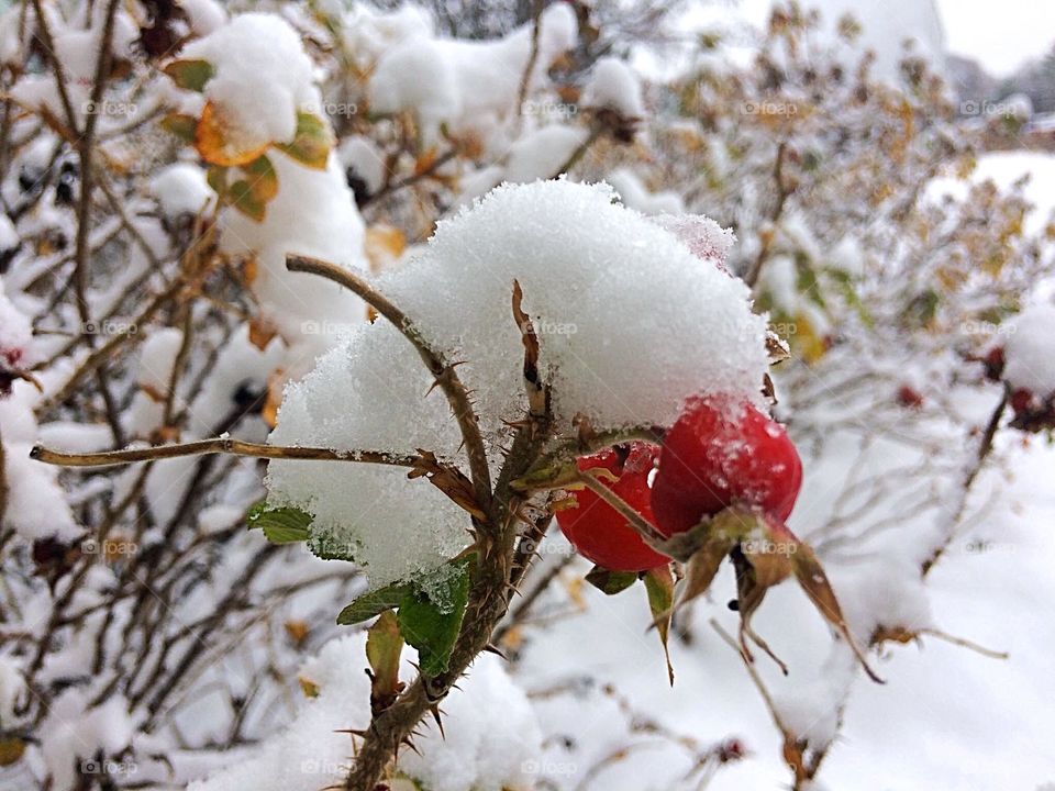 First snowfall 