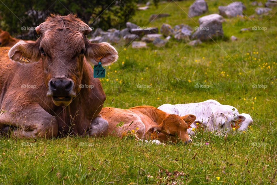 terneros con su madre
