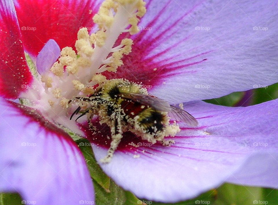 Bee gathering pollen