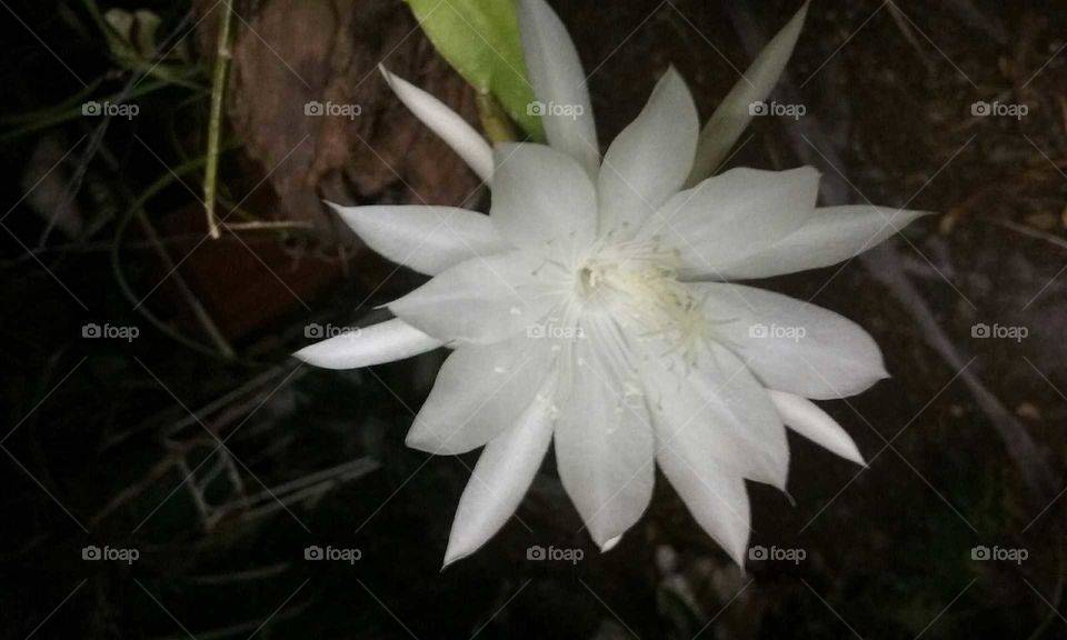 natural beautiful white flower