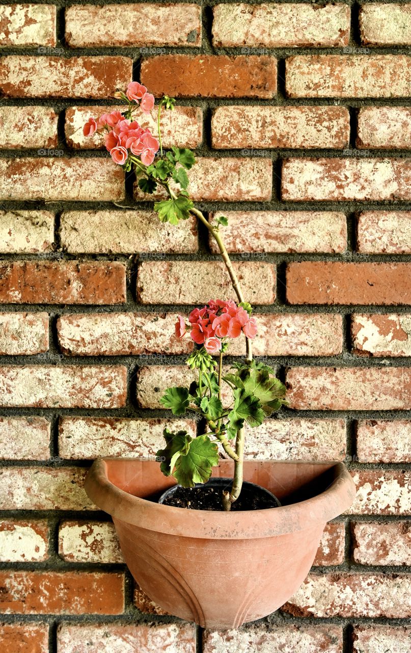 Close up shot of the flower plant on the bricks wall