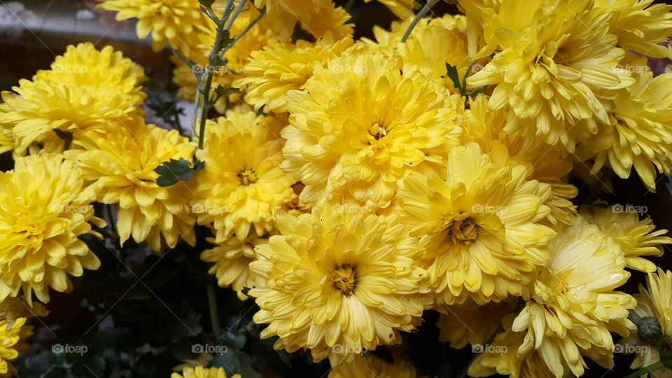 Yellow chrysanthemum