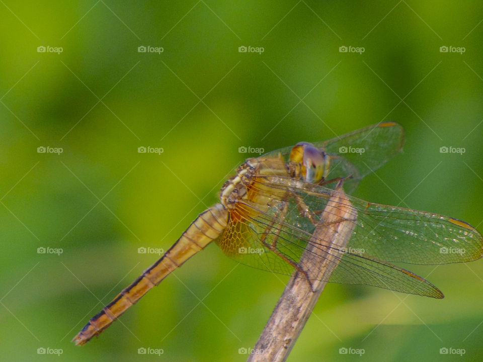 The Dragonfly having a little rest after the mission.