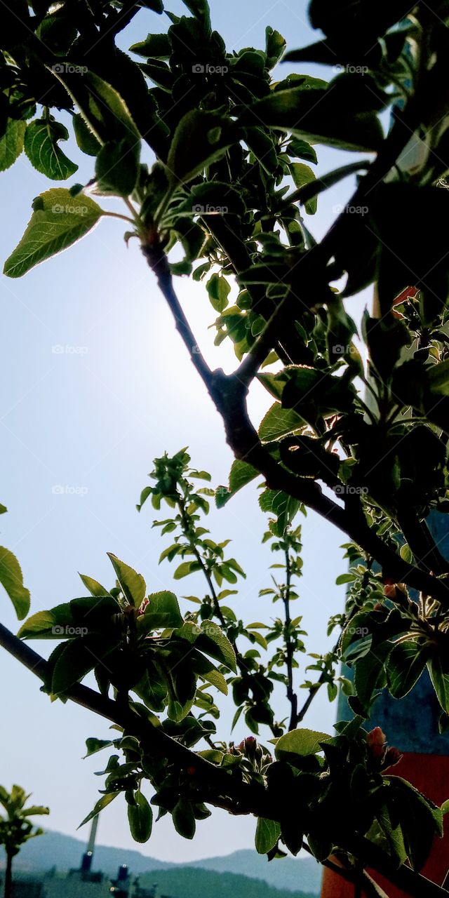 the branches on the day light