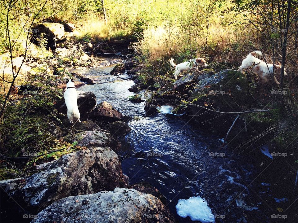 River in the forest. Dogs playing at the river