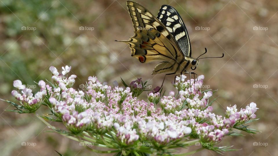 swallowtail