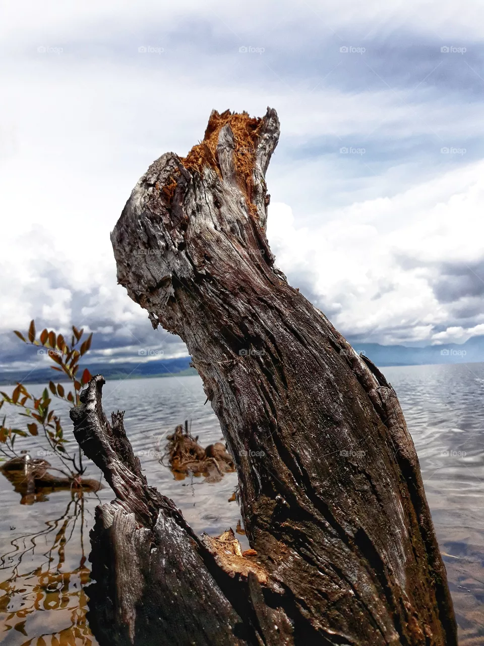 mangrove