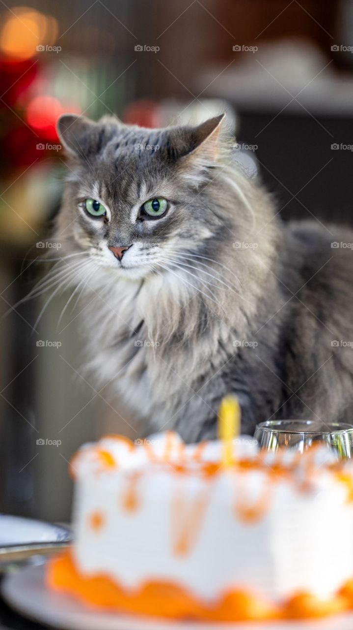 The Birthday Cat😜😜