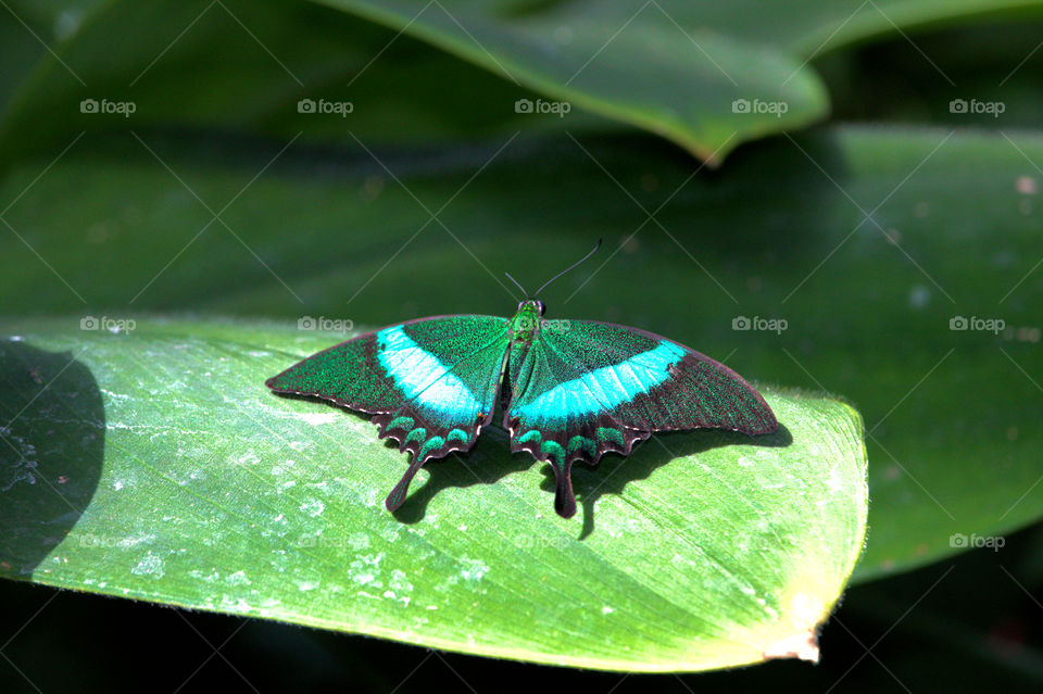 Butterfly, Insect, Nature, Leaf, Wildlife