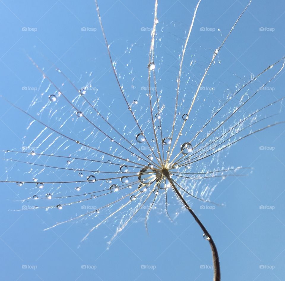 Natural water droplets 