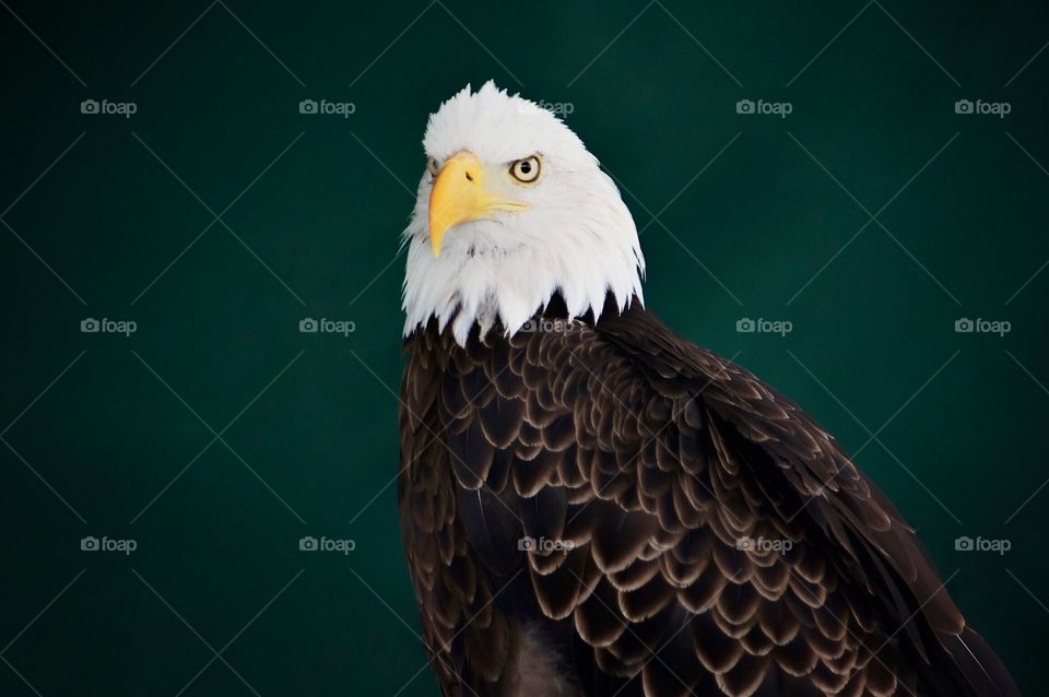 Bald Eagle portrait