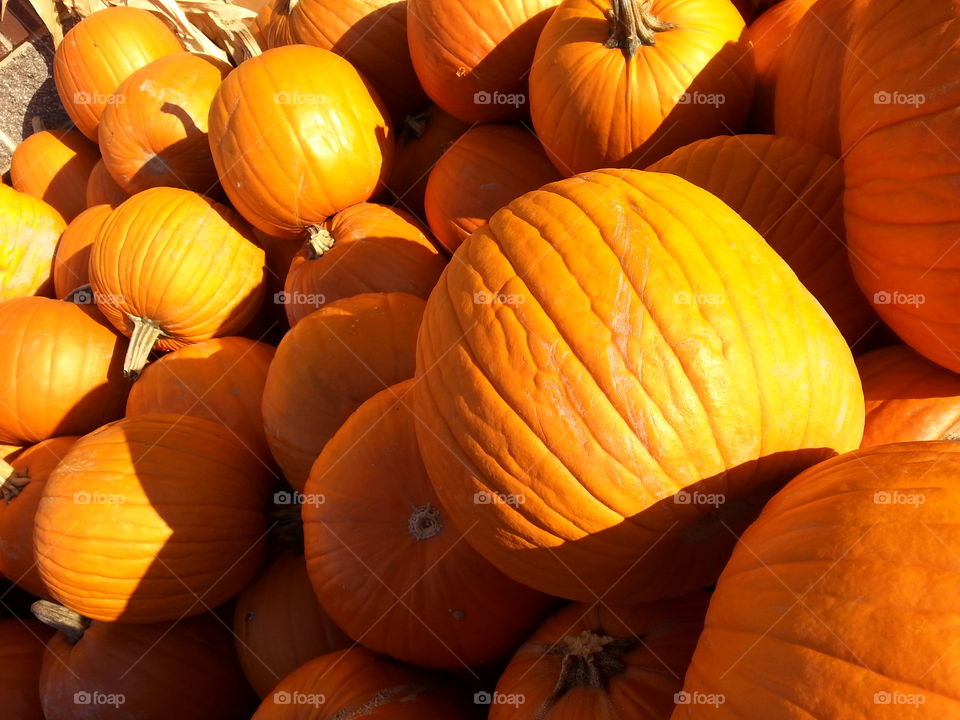 pumpkins