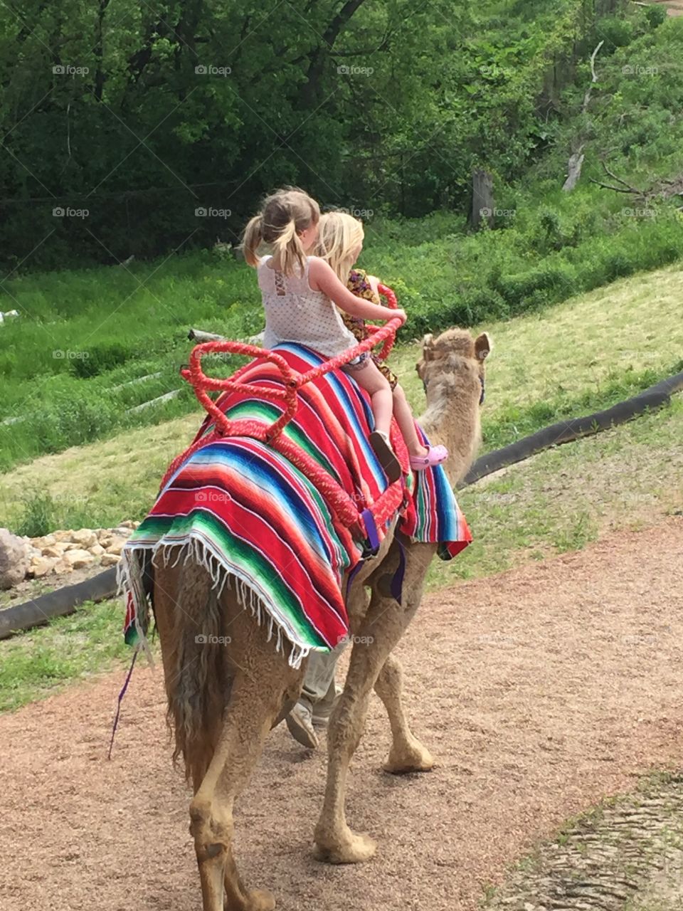 Camel fun