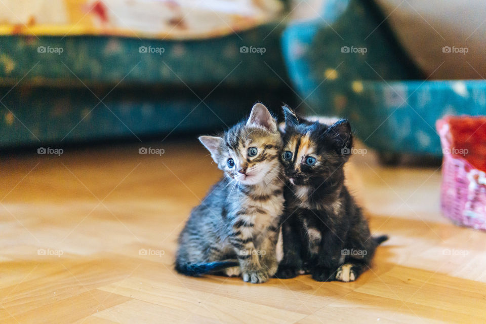 Cute cats