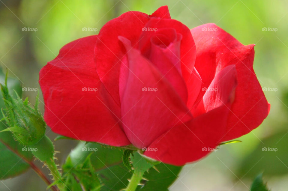 flower plant rose by robinmc4