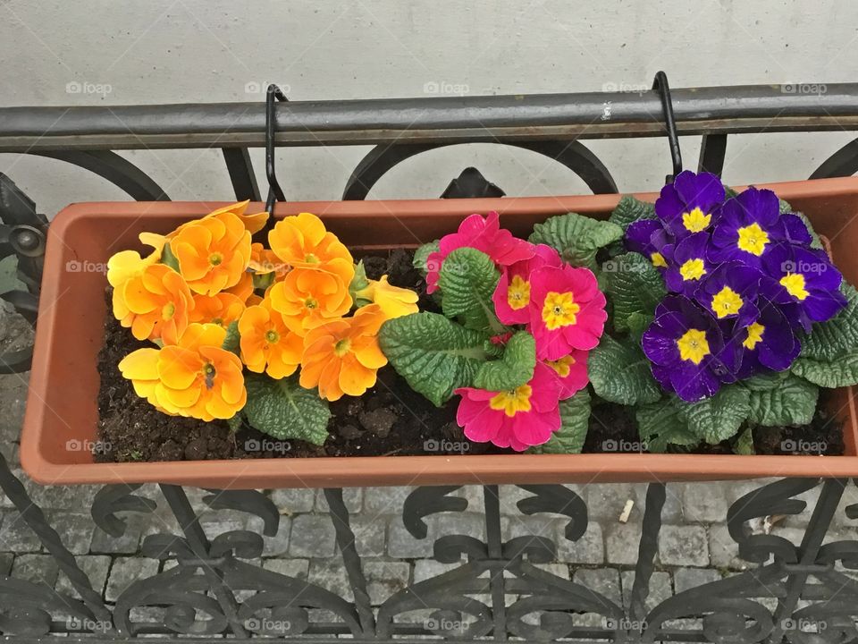 Colorful Petunias in flower box