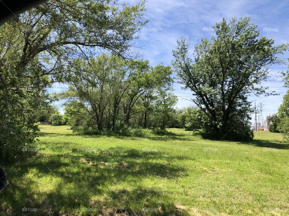 Lovely green trees and grass area