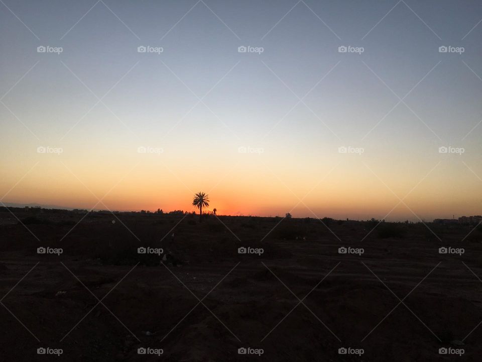 Beautiful palm tree and magic sunset