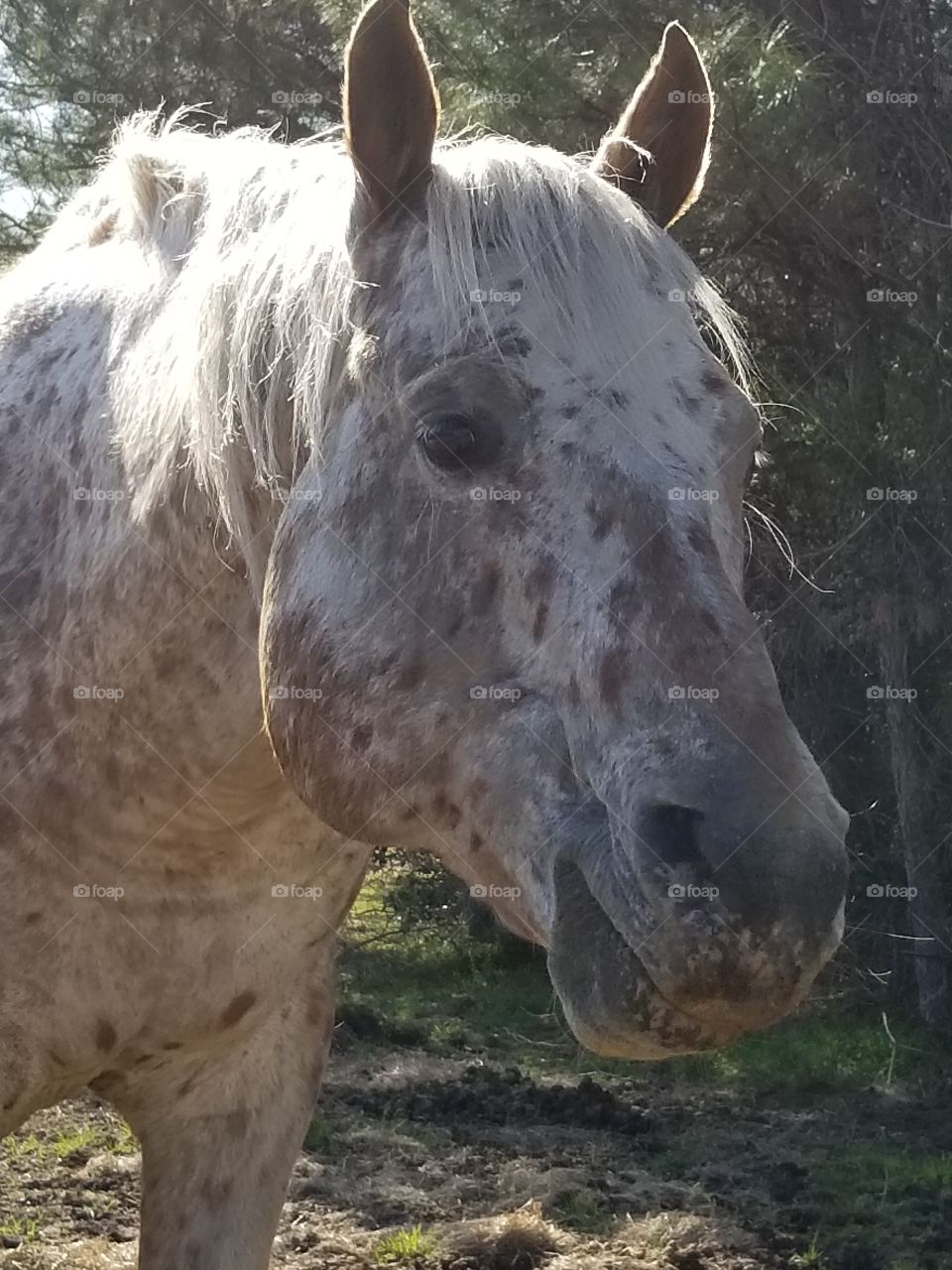 Headshot of a Appaloosa Stallion back-lit