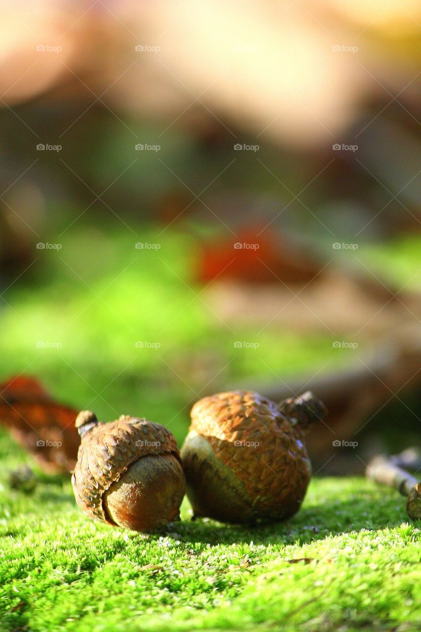 Acorns 